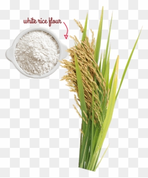 A Naturally Gluten-free Grain - Rice Flour Grain Grass