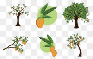 Mangifera Indica Mango Tree Clip Art - Mango Tree Illustration