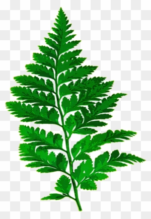 Forest, Fern Leaf Nature Green Leaves Plant Forest - Fern Silhouette