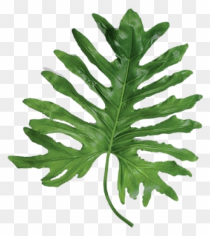 Statement Leaves - Large Leaf Tropical Plants