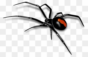 Clipart Info - Australian Red Back Spider