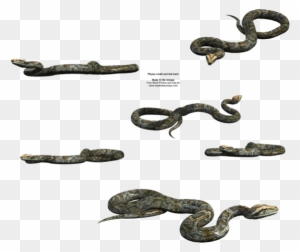 Python Snake Free Transparent By Madetobeunique - Deviantart Snake Png ...