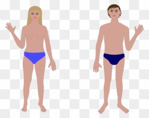 Human Body, Man And Woman Clip Art - Human Body Vectors Free