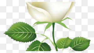 Painted Rose Buds Png