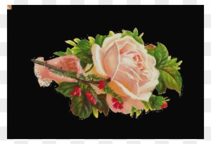 Clip Art Antique Images Free Flower Graphic White Rose - Garden Roses