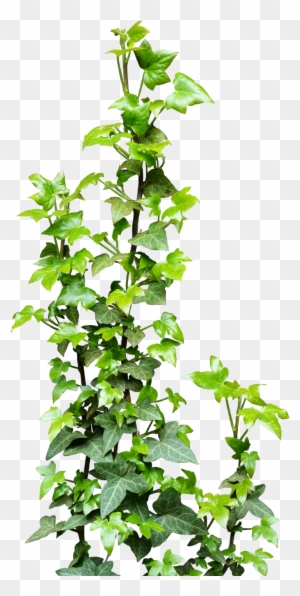 Ivy Vine Clip Art At Clker Com Vector Clip Art Online - Cartoon Poison