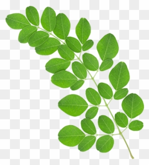 Organic Moringa Leaves Extract Standardized For - Moringa Leaves In Dubai -  Free Transparent PNG Clipart Images Download