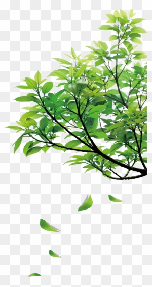 Natural Green Leaves - Nature Png