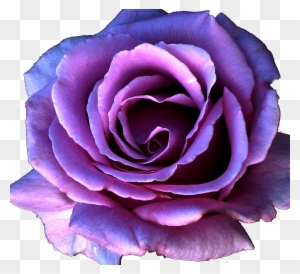 9 Kb, Gallery, Bulk Purple Roses - Purple Rose Flower Png