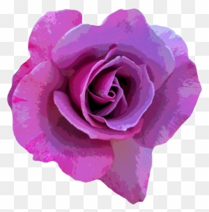 Rose Flower Photography Pink - Animated Hd Love Rose Purple Rose Butterfly