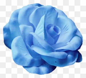 Blue Roses - Portable Network Graphics