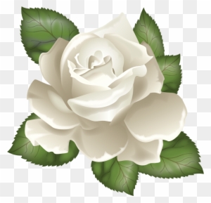 Rosa Bianca - White Rose Illustration - Free Transparent PNG Clipart