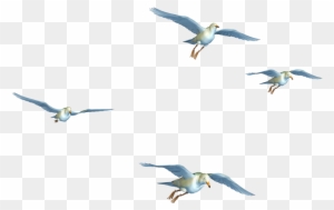 Flying Birds 01 Png Stock By Roy3d - Flying Birds Png Hd