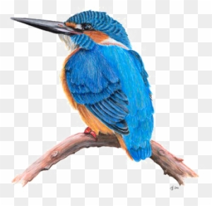 Kingfisher Png Transparent Hd Photo - Portable Network Graphics
