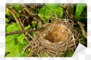 Birds Nest In Tree
