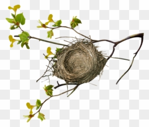 Birds Nests - Bird Nest On Tree Png