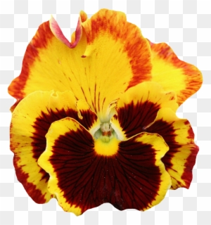 Pansy, Yellow, Blossom, Bloom, Flower, Orange, Spring - Pansy Flower Transparent Background
