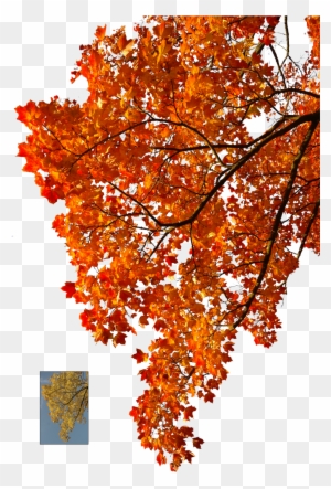 Autumn Leaves 2 Stock By Astoko Autumn Leaves 2 Stock - Autumn Tree Branch Png