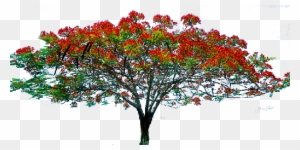 13 Oct 2014 - Tree With Flowers Png
