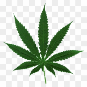 Marijuana Leaf - Cannabis Leaf