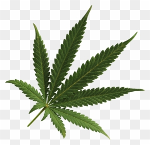 Marijuana Leaf Denver - Marijuana Leaf Transparent Background