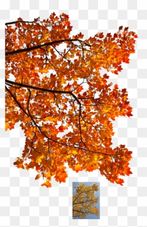 Autumn Leaves 3 Stock By Astoko - Autum Branch Tree Png