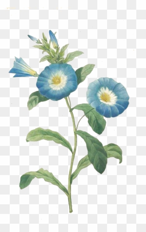 Convolvulus Tricolor Botanical Illustration Morning - Zazzle Hochwertigster Botanischer Druck Der Winde Poster
