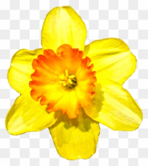 スイセンの花 Narcissus Free Transparent Png Clipart Images Download スイセンの花 Narcissus Free Transparent Png Clipart Images Download