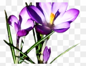 Purple Flower Clipart Crocus - Purple Spring Flowers Clipart