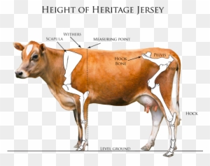 Heritage Jersey Organization Gt Measuring Your Jersey - Dairy Cow