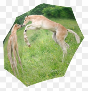 Haflinger Horses Cute Funny Pony Foals Playing Horse - Ac Distrib Sas Haflinger Horse Foal Farm