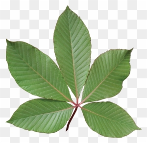 Image Result For Buckeye Leaf - Red Buckeye Tree Leaf