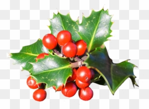 Holly Leaves With Red Berries - Red Christmas Berries Png