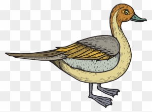 Duck Coloured Bebek Vector Free Transparent Png Clipart Images Download Duck Coloured Bebek Vector Free Transparent Png Clipart Images Download