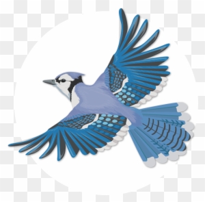 Blue Jay Clip Art Transparent Png Clipart Images Free Download Clipartmax