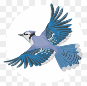 Blue Jay Clip Art Transparent Png Clipart Images Free Download Clipartmax Blue Jay Clip Art Transparent Png Clipart Images Free Download Clipartmax
