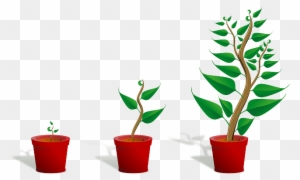 Sapling, Plant, Growing, Seedling, Growth, Potted Plant - Getting To Know Plants