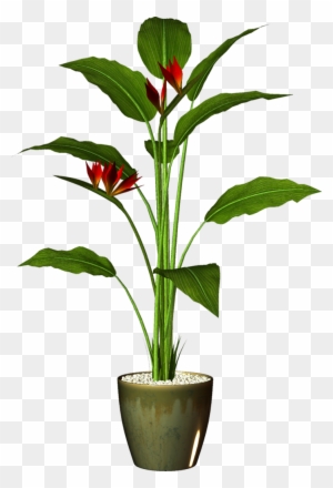 Transparent Pot Plant Png