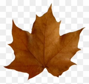 Leaf Fall Leaves Clip Art Beautiful Autumn Clipart - Brown Leaf Transparent Background