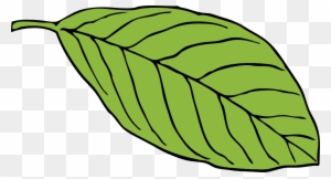 Green Leaf Oval Shape Chlorophyll Lush Foliage - Cartoon Images Of Leaf
