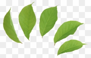 Green Leaves Two Isolated Stock Photo By - Leaves Png