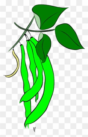 Green Bean Clipart, Transparent PNG Clipart Images Free Download -  ClipartMax