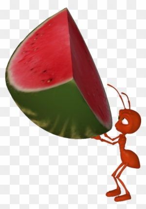 Ant Carrying A Watermelon