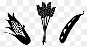 Clip Arts Related To - Corn And Soybean Clipart