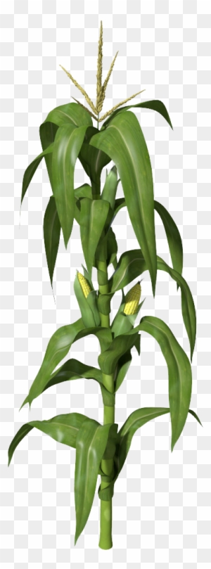 Corn - Corn Stalks Illustration