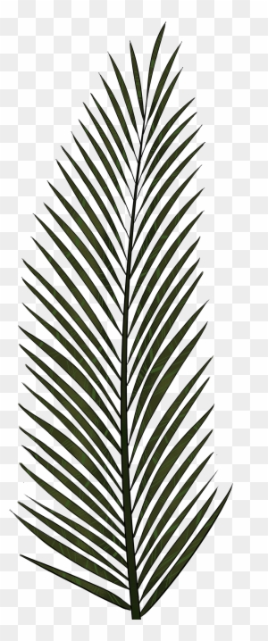 Palm Leaf Png Textures And Style Radin Mas - Palm Trees
