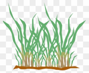 Selecting The Right Type Of Grass Can Be A Confusing - Grass