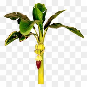 Banana Tree Clipart - Single Banana Tree Hd