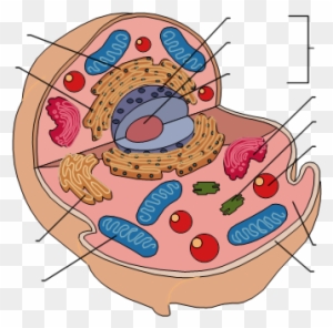 Brain Label Diagram Blank Search Results Brain Anatomy - Blank Animal Cell Diagram