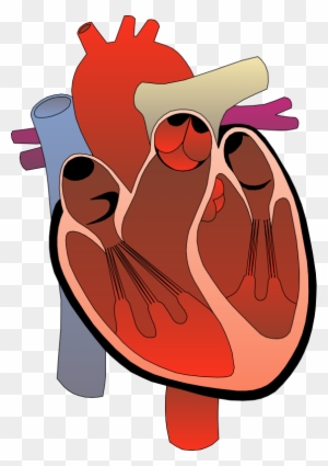 Image Of Anatomy Clipart - Human Heart Transparent Background